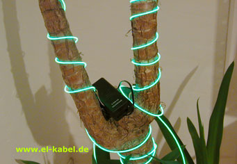 Lime Palme